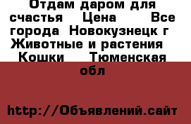 Отдам даром для счастья. › Цена ­ 1 - Все города, Новокузнецк г. Животные и растения » Кошки   . Тюменская обл.